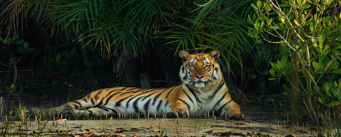 sundarban-nature-club-header-banner1